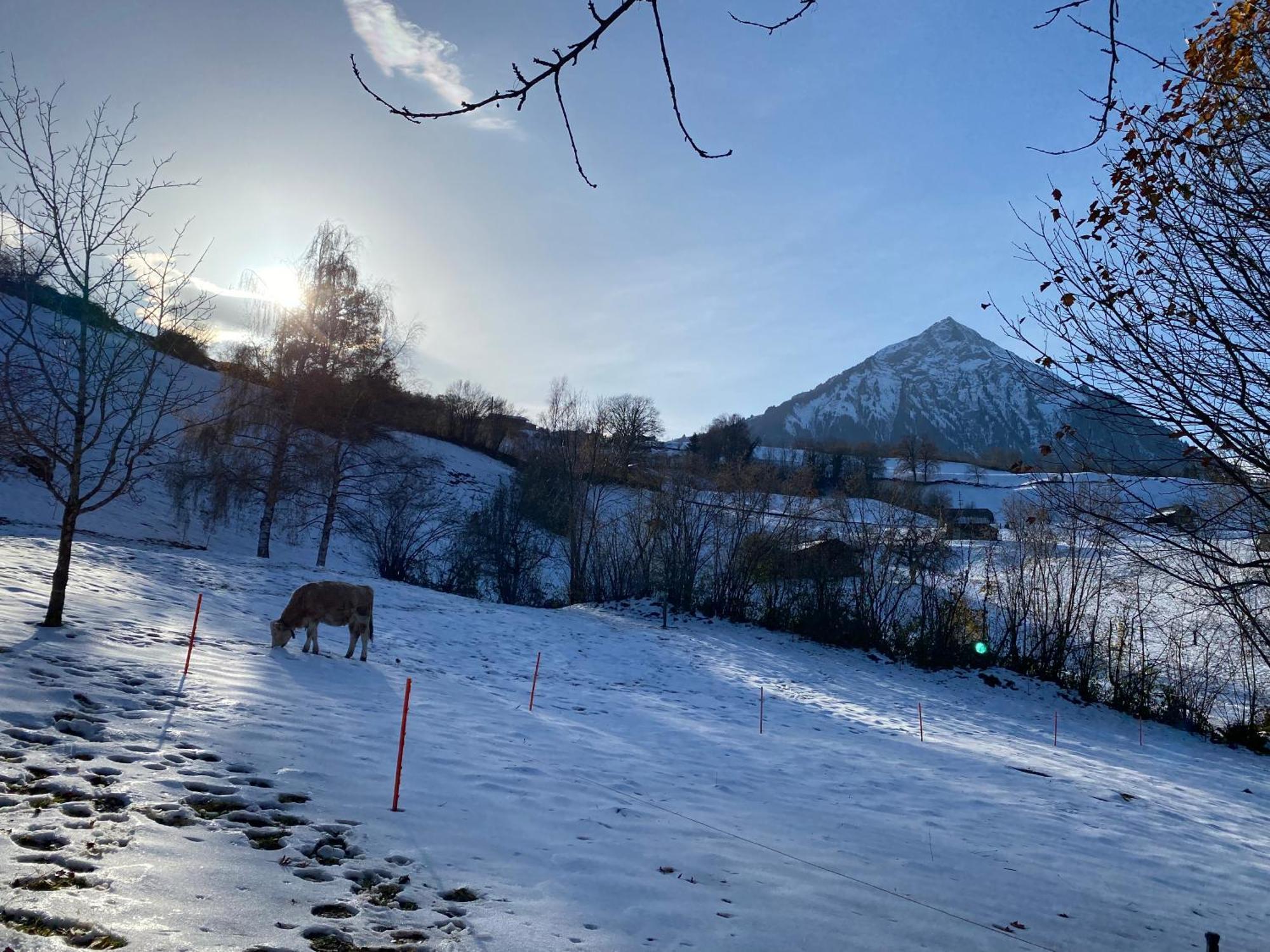 Herrlicher Blick Auf Berge Und Faulensee